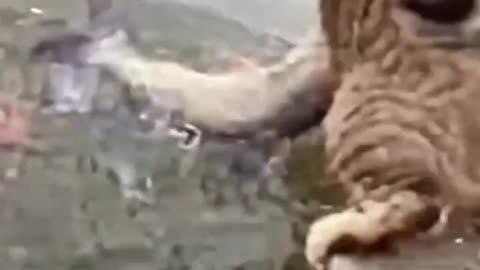 That's how you catch fish