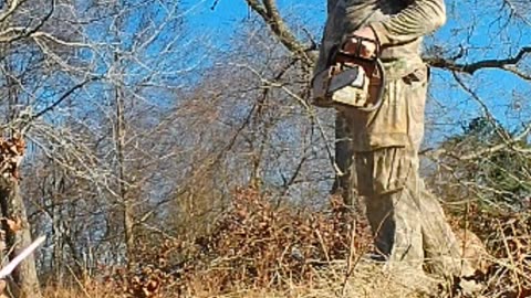 Watch out when cutting firewood.