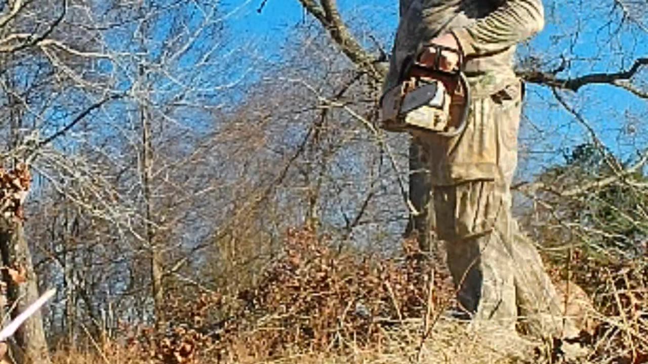 Watch out when cutting firewood.