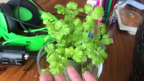 Indoor garden appreciation post🌱