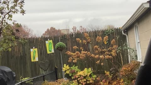 Squirrel and blue Jay