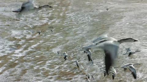 Migrația înaripatelor