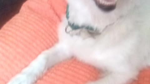 dog