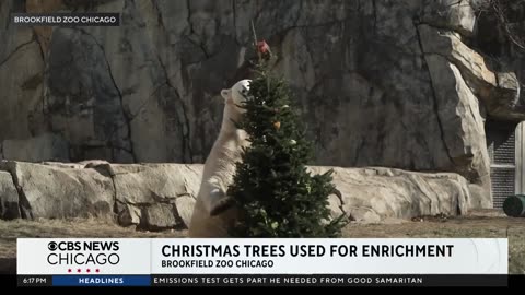 Brookfield Zoo repurposes Christmas trees for animal enrichment