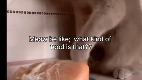 Confused Meow 😽🐾🤔😕