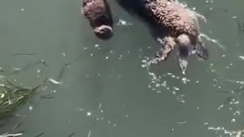 Otter video