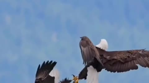 Philippine Eagle: The Critically Endangered Giant