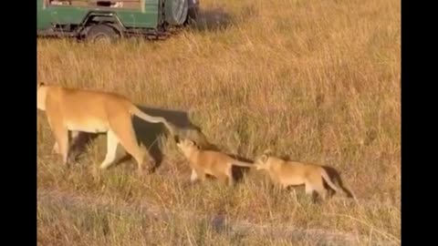 Cute Lion cub moment