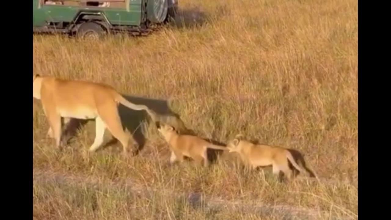 Cute Lion cub moment