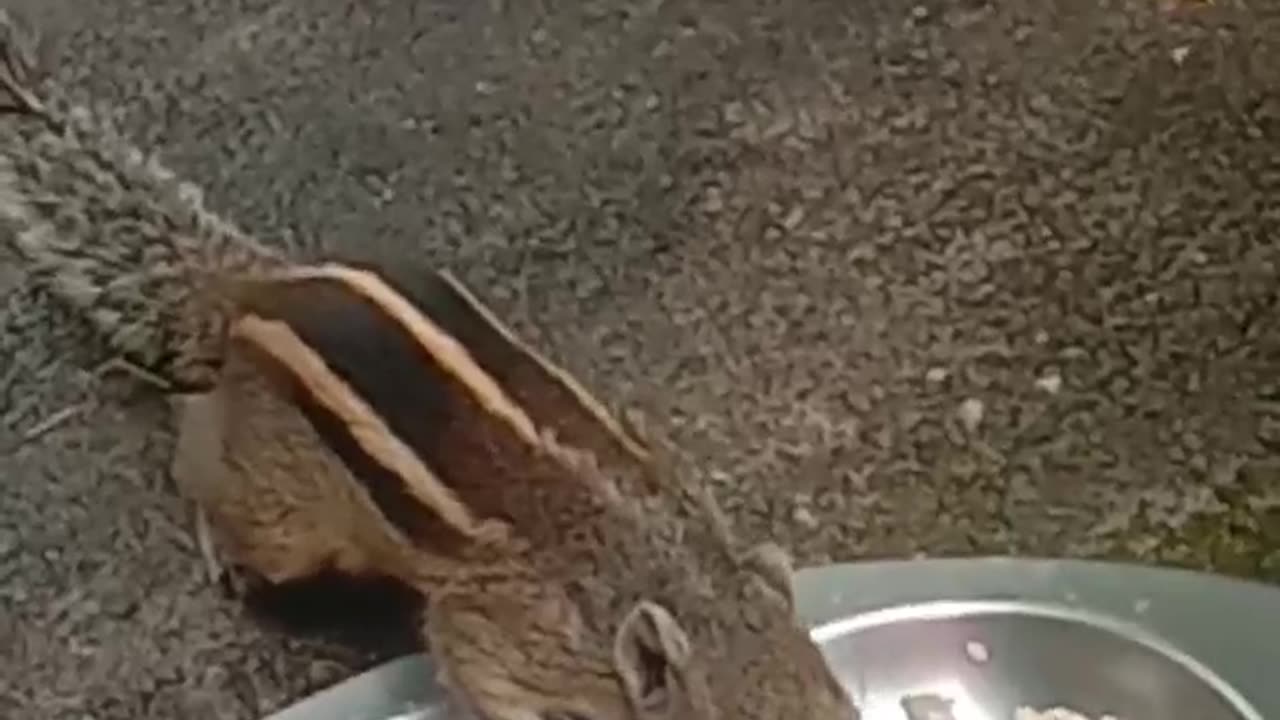 cute squirrel eating