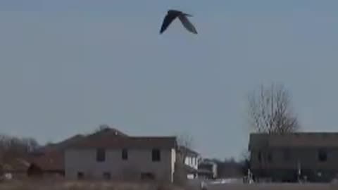 Amazing bird vs wind