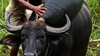 Trending: Giant Slug on Cow’s Back Rescued by Farmer #wildlife #animals #wildlif