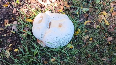 Giant Puffball