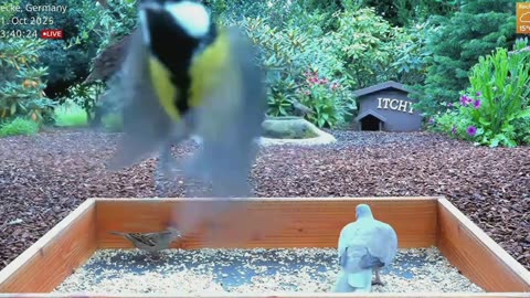Selfie by a Great Tit 📸🐦😅😁