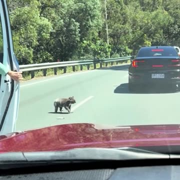 Only in Australia 🇦🇺