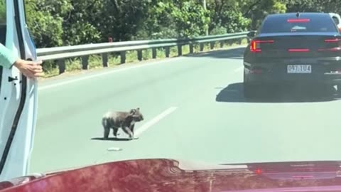 Only in Australia 🇦🇺