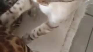 😂😂 This is NOT for You! | FunFM