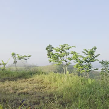 🌄 Morning Fog in the Bukid – Mindanao, Philippines 🌄