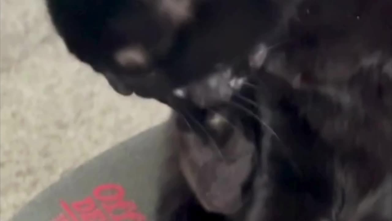Cute Precious Piper Works on Her Nails - Adopting a Cat from a Shelter Vlog #shorts