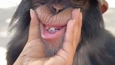 Funny Monkey