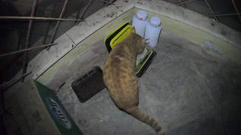 Homeless cat in Ras Al Khaimah, UAE: CHRIS MARTIN #cat #cats #ChrisMartin #pet #ae #UAE #pets #viral