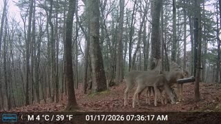 The Woods – 01/17/2026