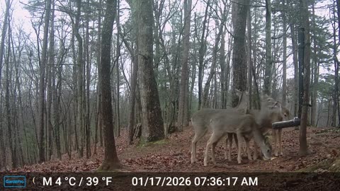 The Woods – 01/17/2026