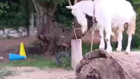 夏休みの山羊さん