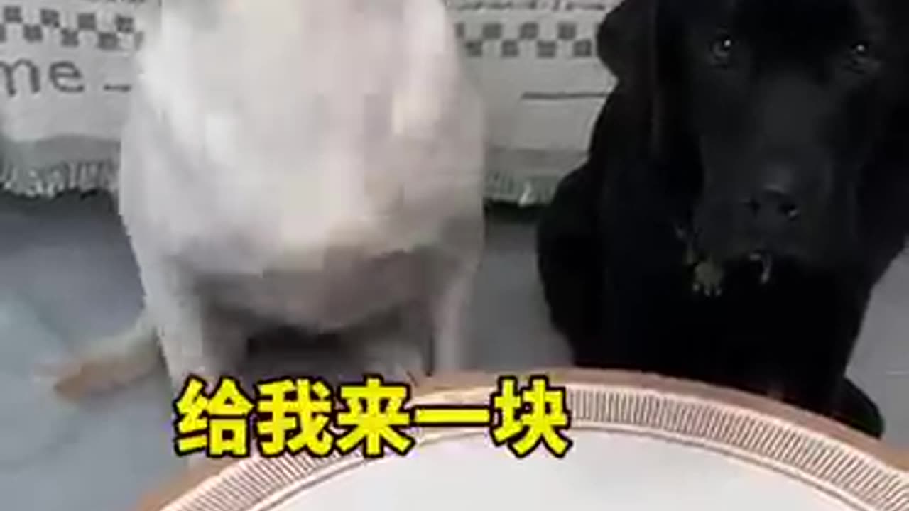 The Dog Is So Anxious I Had to Speak Human! πΆπ | Life With a Greedy Puppy