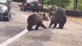 I can’t believe this guy managed to high five a wild bear 😳