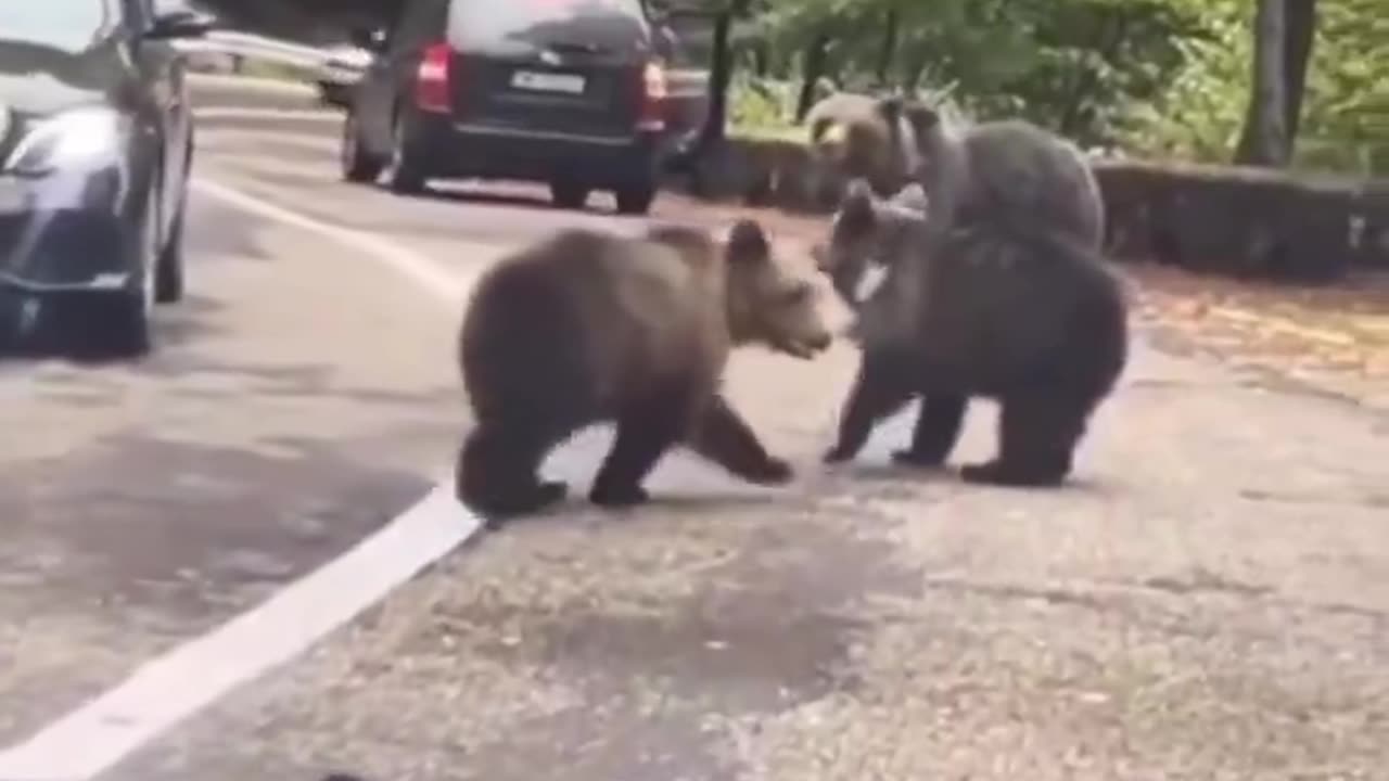 I can’t believe this guy managed to high five a wild bear 😳