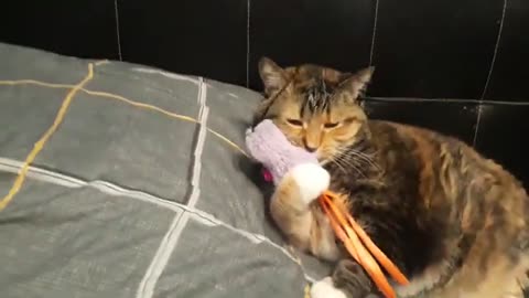 Cat Lays Down and Goes BIG on Playtime 😹🔥