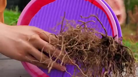 Gardening tips and to become the plant master diy hacks gardening greenlife fyp