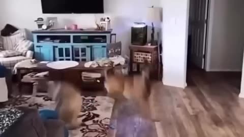 Funny cat
