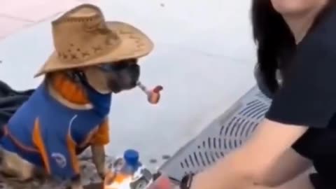 A dog that won't shake your hand until you give him money 