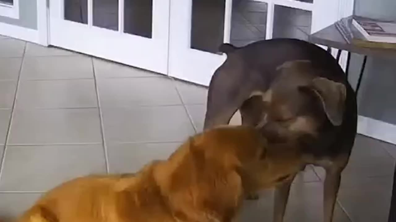 Dog rushes to help his best friend