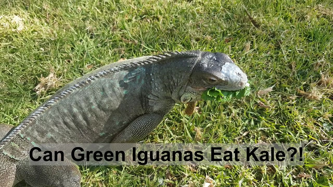 Can Green Iguanas Eat Kale?