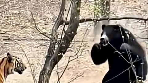 Close call for the tiger!