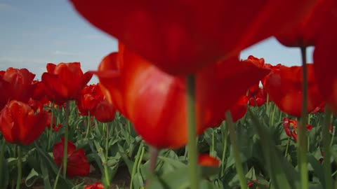 Allow God To Lead You (THIS CHANGES EVERYTHING) | Motivational Prayers