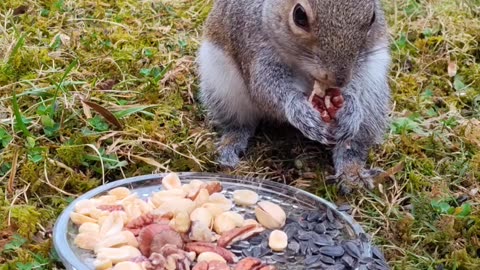 Isn't she cute and adorable?! American Squirrel