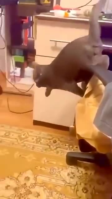 Most watchable video girls and dog