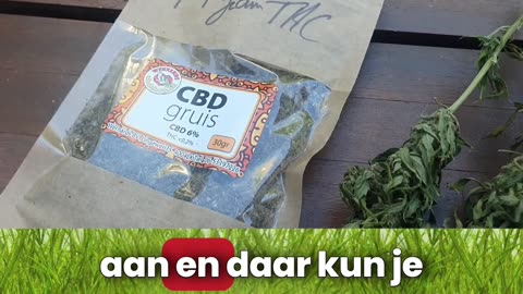 Welk soort wiet voor wietolie?