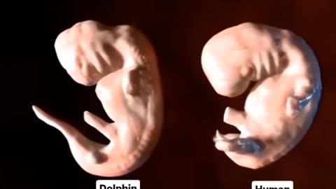 🧬✨ How Dolphins and Humans Form Differently! | FeedMyCuriosity