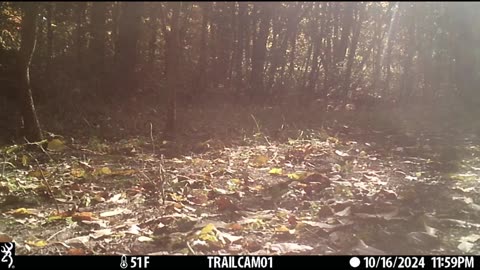 Michigan Trail Camera Ruffed Grouse #trailcamera #wildlife #short