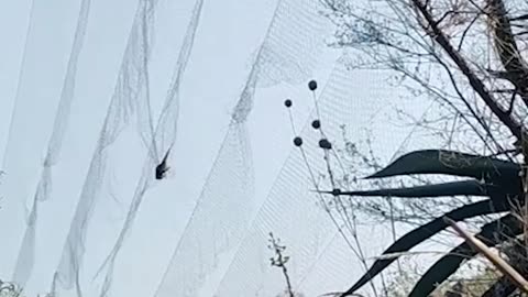 ¿Cómo se instala las redes de neblina? 🦇