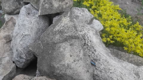 Sedum among stones