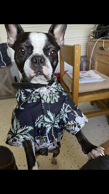 Hercules Turns 4! | 4K