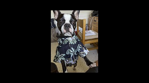 Hercules Turns 4! | 4K