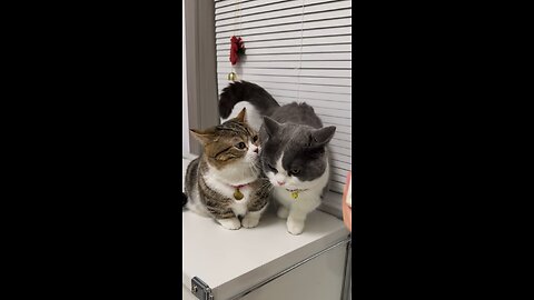 How dwarf cats argue