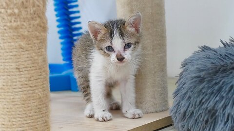 🔴 Tiny Rescue Kitten Feels Better | She Run and claim up to the condo and Eat much Food!